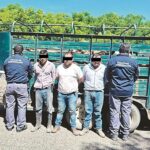 Caen con 22 vacas robadas en Altamira; los investigan por abigeato