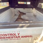 Resguarda Gobierno de Carlos Peña Ortiz venada rescatada en la colonia Loma Real