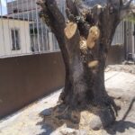 Atendió Vigilancia Ambiental tala de árboles en Valle Alto