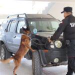 Obtienen binomios K-9 de la Guardia Estatal primeros lugares de su especialidad en certificación canina