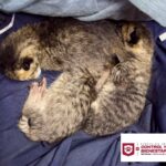 Rescató Control y Bienestar Animal de Reynosa a felinos abandonados