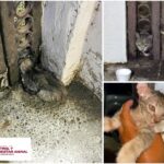 Liberó Control y Bienestar Animal a felino atrapado en Las Fuentes