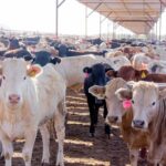 Tamaulipas apunta a reabrir exportación de ganado a EE.UU. en 2027