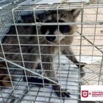 Libera Dirección de Bienestar Animal mapache en su hábitat natural